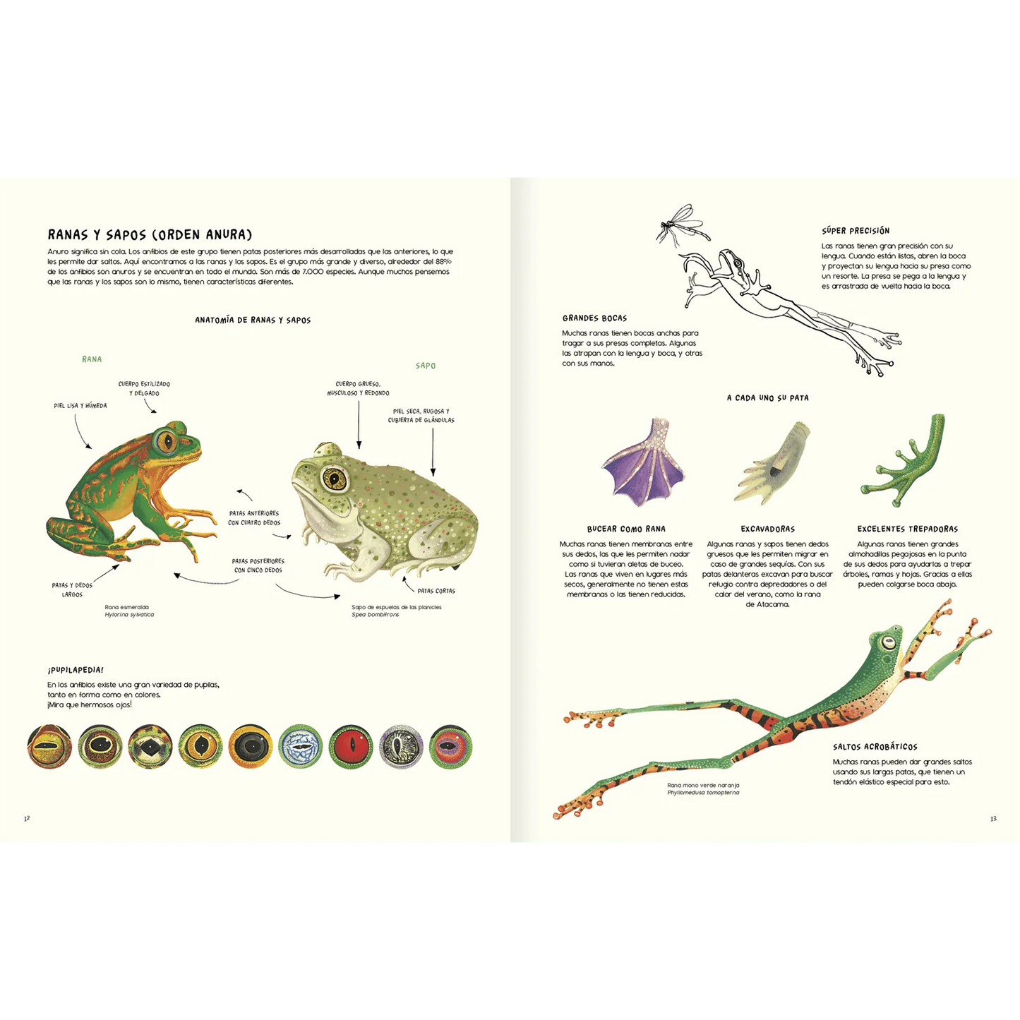 Agua y Tierra: Anfibios y Reptiles de América